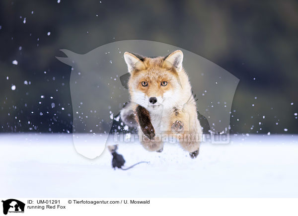 rennender Rotfuchs / running Red Fox / UM-01291