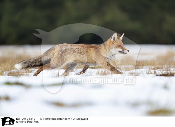 running Red Fox / UM-01310
