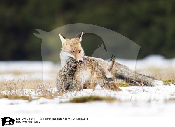 Rotfuchs mit Beute / Red Fox with prey / UM-01311