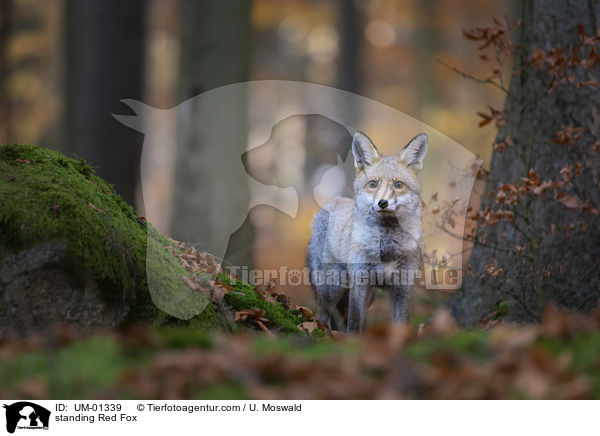 stehender Rotfuchs / standing Red Fox / UM-01339