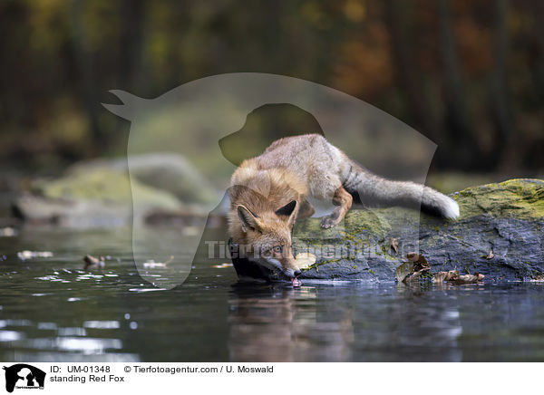 standing Red Fox / UM-01348