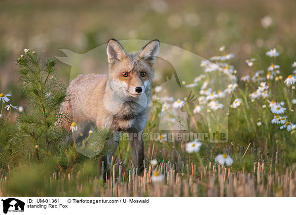 stehender Rotfuchs / standing Red Fox / UM-01361