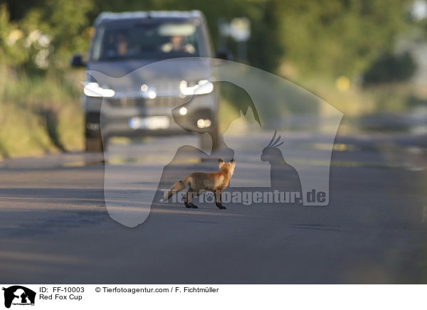 junger Rotfuchs / Red Fox Cup / FF-10003