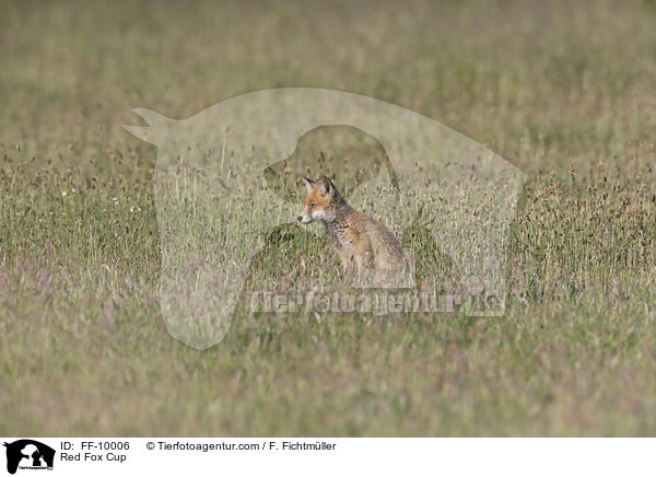 junger Rotfuchs / Red Fox Cup / FF-10006