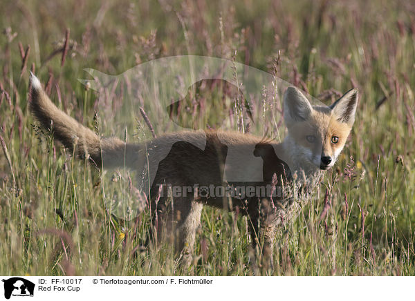 junger Rotfuchs / Red Fox Cup / FF-10017
