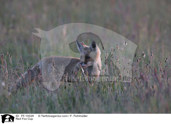 junger Rotfuchs / Red Fox Cup / FF-10026
