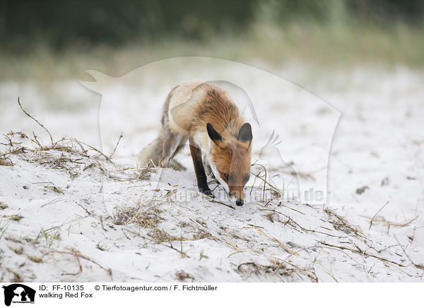 walking Red Fox / FF-10135