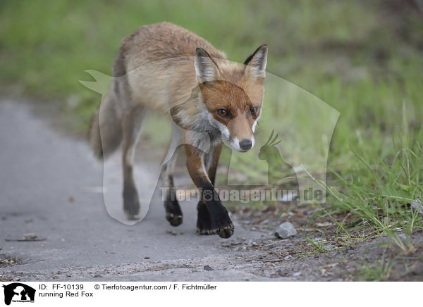 running Red Fox / FF-10139