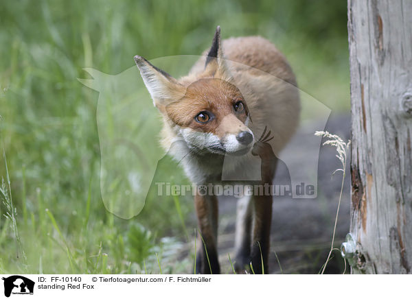 stehender Rotfuchs / standing Red Fox / FF-10140