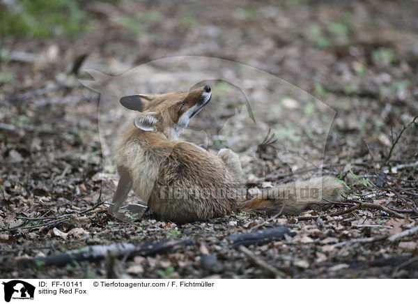 sitzender Rotfuchs / sitting Red Fox / FF-10141