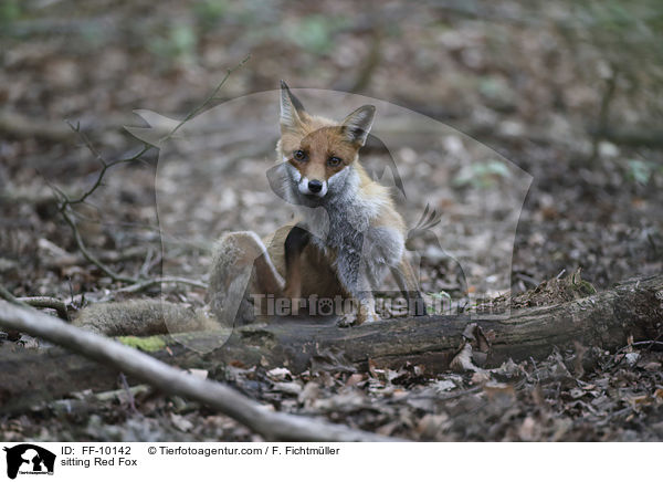 sitzender Rotfuchs / sitting Red Fox / FF-10142