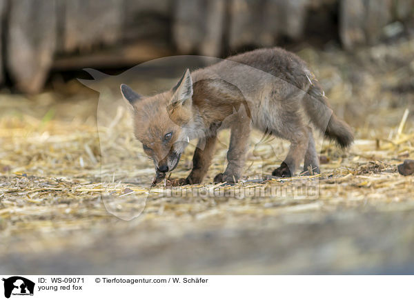 young red fox / WS-09071