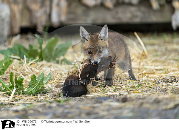 young red fox / WS-09073