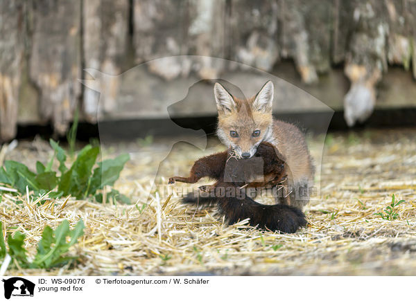 young red fox / WS-09076