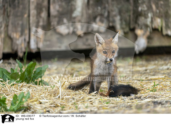 junger Rotfuchs / young red fox / WS-09077