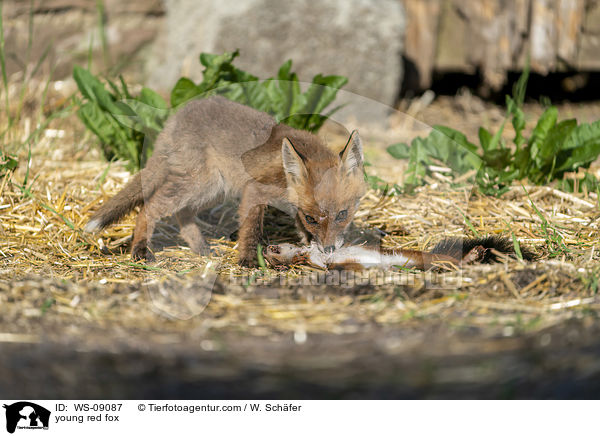junger Rotfuchs / young red fox / WS-09087