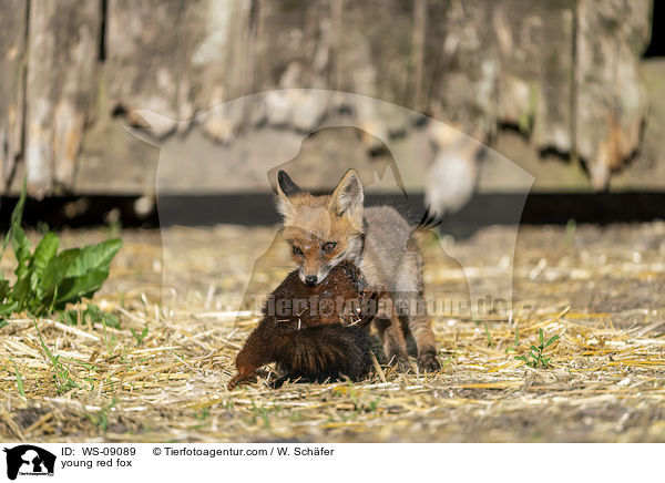 junger Rotfuchs / young red fox / WS-09089