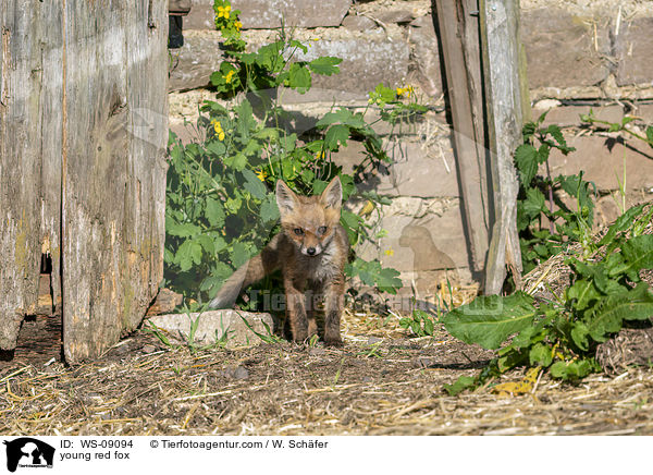 junger Rotfuchs / young red fox / WS-09094