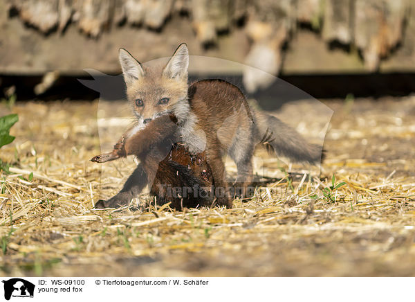 junger Rotfuchs / young red fox / WS-09100