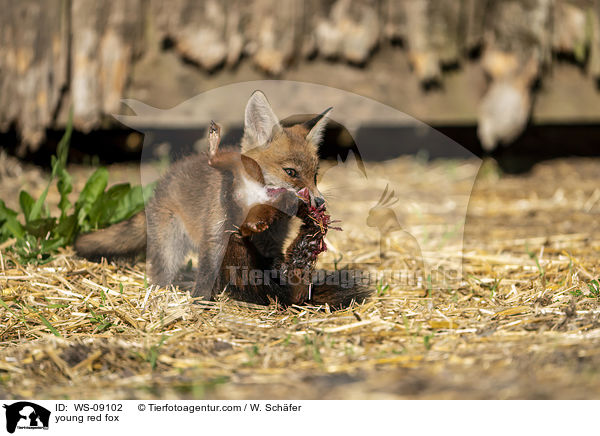 junger Rotfuchs / young red fox / WS-09102