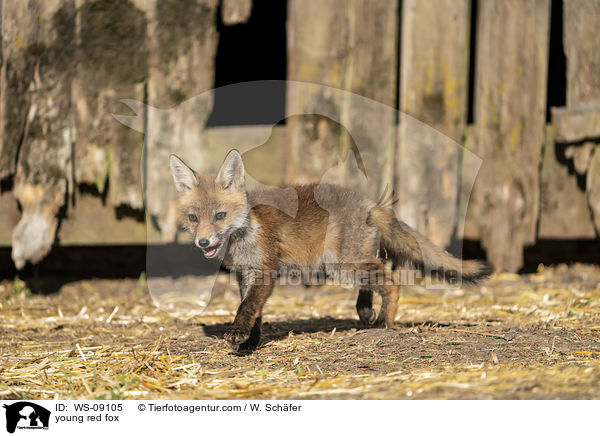 junger Rotfuchs / young red fox / WS-09105