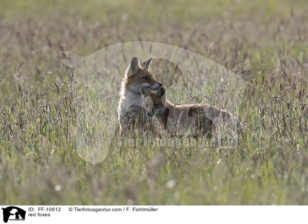 red foxes / FF-10612