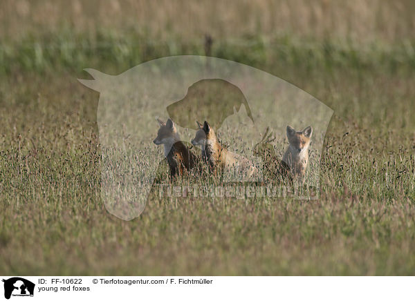 junge Rotfchse / young red foxes / FF-10622