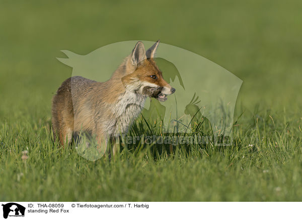 stehender Rotfuchs / standing Red Fox / THA-08059