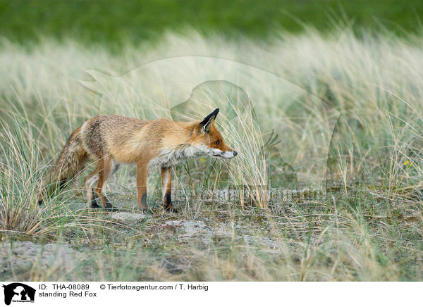 stehender Rotfuchs / standing Red Fox / THA-08089