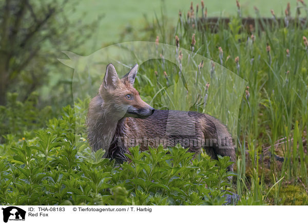 Rotfuchs / Red Fox / THA-08183