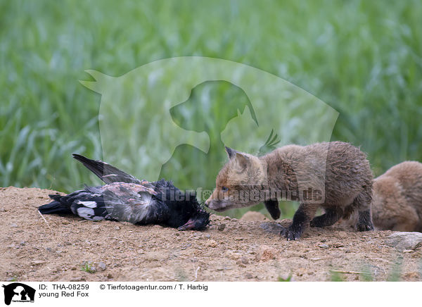 junger Rotfuchs / young Red Fox / THA-08259