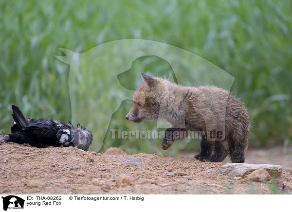 junger Rotfuchs / young Red Fox / THA-08262