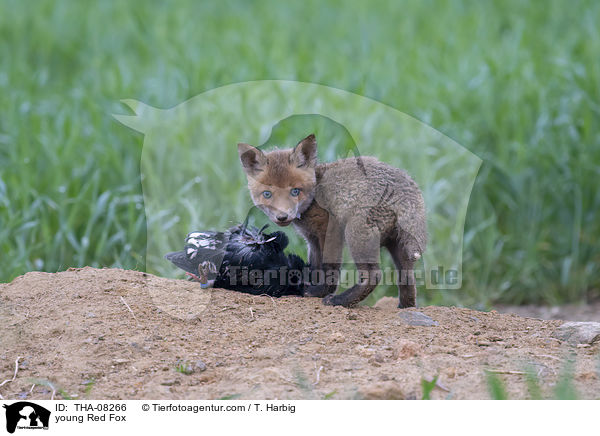 junger Rotfuchs / young Red Fox / THA-08266