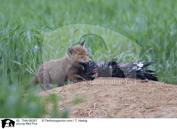 junger Rotfuchs / young Red Fox / THA-08267