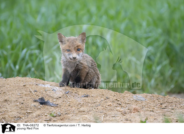 junger Rotfuchs / young Red Fox / THA-08272