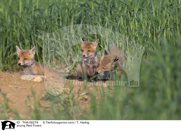 junge Rotfchse / young Red Foxes / THA-08278