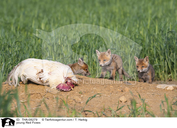 junge Rotfchse / young Red Foxes / THA-08279