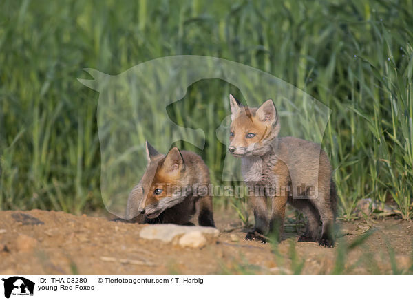 junge Rotfchse / young Red Foxes / THA-08280