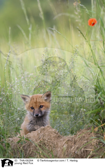 junger Rotfuchs / young Red Fox / THA-08284
