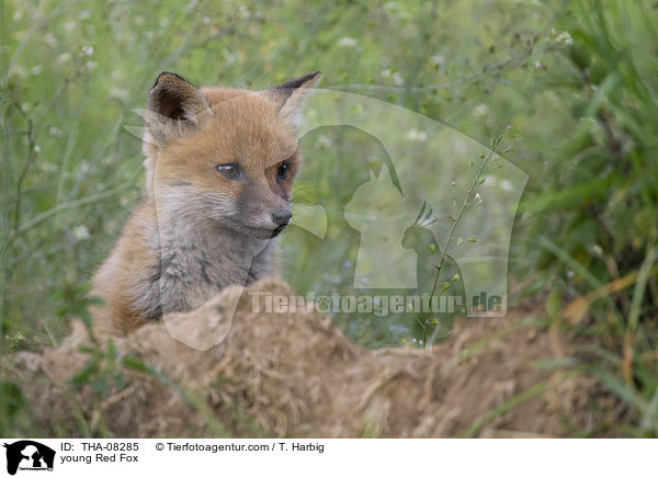 junger Rotfuchs / young Red Fox / THA-08285