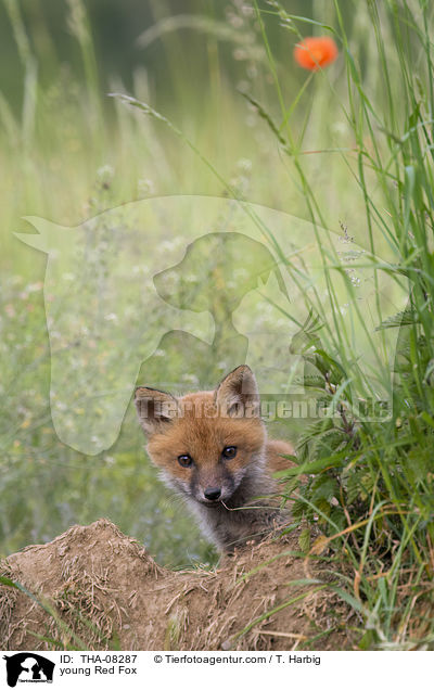 junger Rotfuchs / young Red Fox / THA-08287
