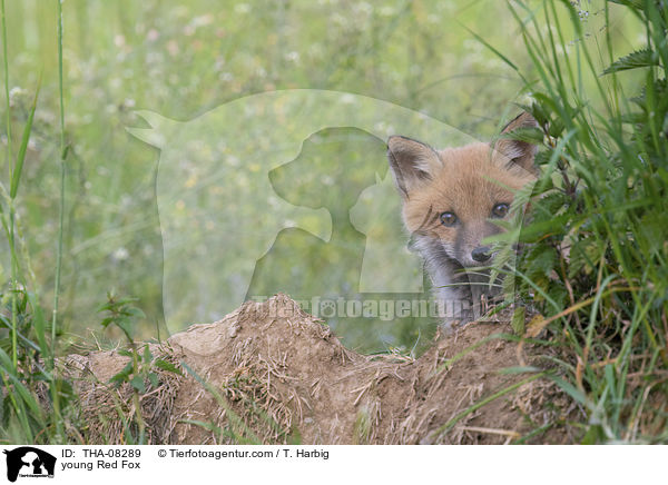 junger Rotfuchs / young Red Fox / THA-08289