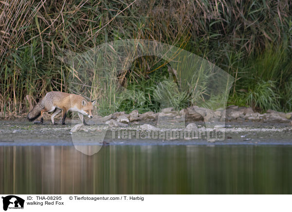 laufender Rotfuchs / walking Red Fox / THA-08295