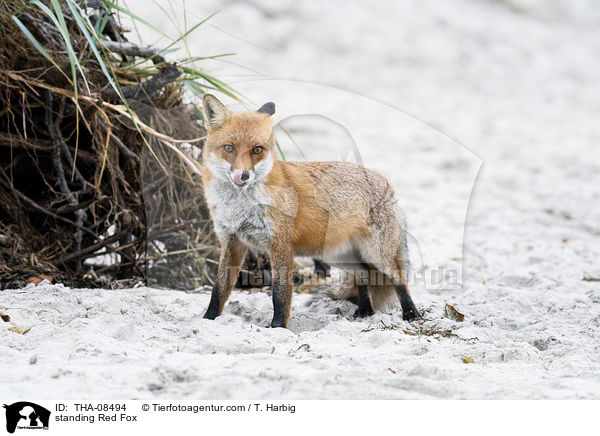 stehender Rotfuchs / standing Red Fox / THA-08494