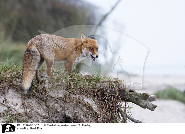 stehender Rotfuchs / standing Red Fox / THA-08507