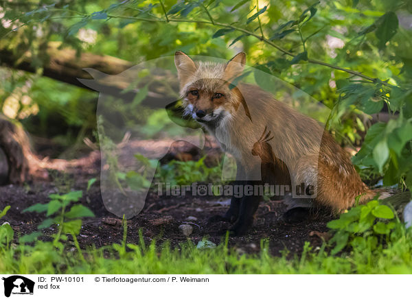Rotfuchs / red fox / PW-10101