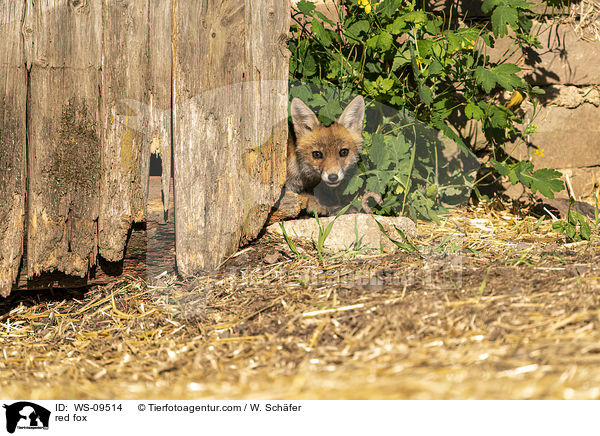 Rotfuchs / red fox / WS-09514