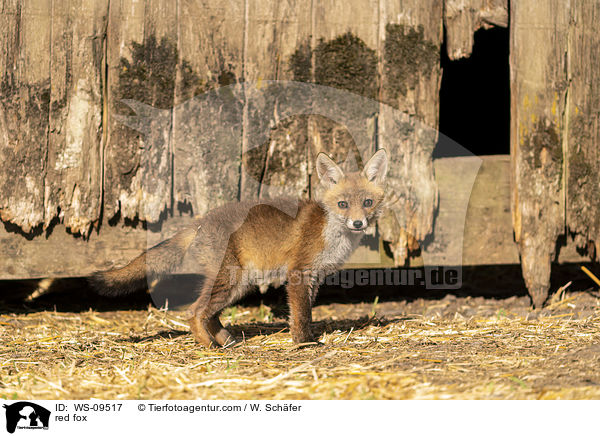 red fox / WS-09517