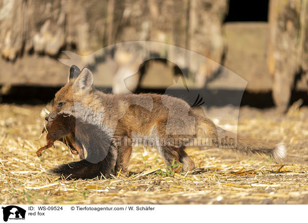 Rotfuchs / red fox / WS-09524