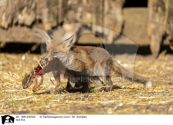 Rotfuchs / red fox / WS-09526
